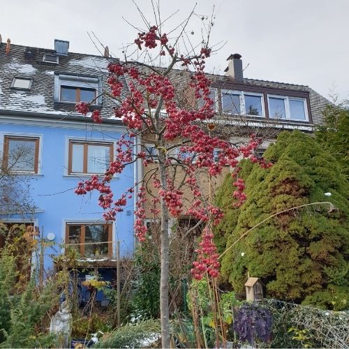 Ein Wildapfelbaum vor einem blauen Haus